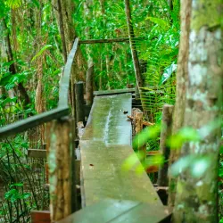 Birdwatching Tours - Rockstone