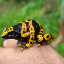 Wildlife Watching - Rockstone