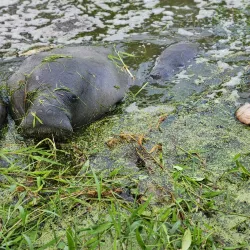 Guyana National Park - Rose Hall