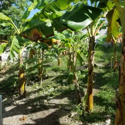 Nearby Beaches (Accessible by Road) - Acul-samedi