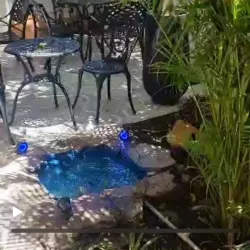 Local Haitian Cuisine Restaurants - Delmas