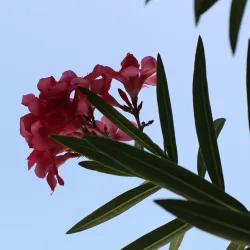 Cultural Festivals - Thomassique