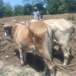 Cultural Festivals - Thomassique