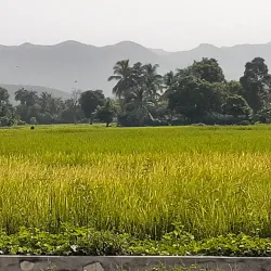 Artibonite River - Verrettes