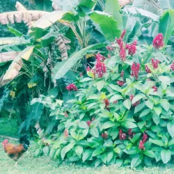El Merendón National Park (nearby) - Cofradia