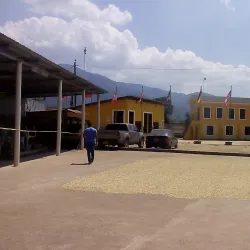 Nearby Coffee Plantations - Cofradia