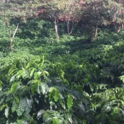 Nearby Coffee Plantations - Cofradia