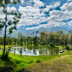Nearby Coffee Plantations - Cofradia