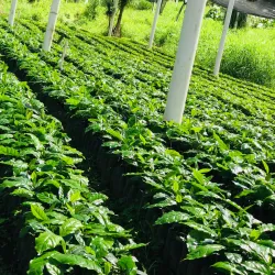 Nearby Coffee Plantations - Cofradia