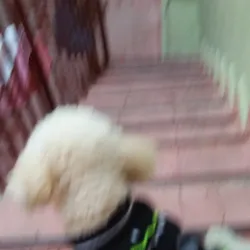 El Progreso Central Market - El Progreso