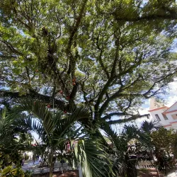 Parque Central de El Progreso - El Progreso