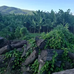 Parque La Libertad - El Progreso