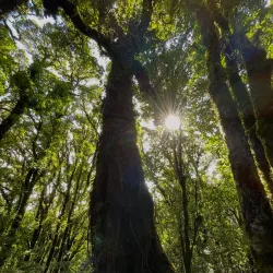 La Tigra National Park - Juticalpa