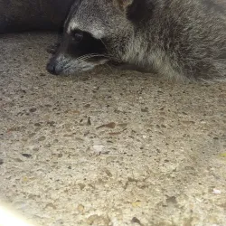 Parque Acuático Juticalpa - Juticalpa