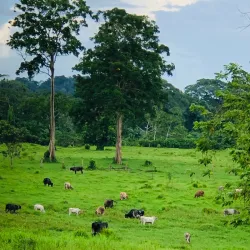 Reserva Biológica Montaña de Botaderos - Juticalpa
