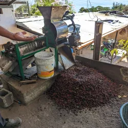 Nearby Coffee Plantations - La Lima