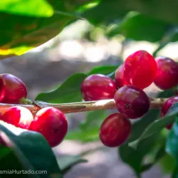 Nearby Coffee Plantations - La Lima