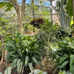 Blue Harbor Tropical Arboretum - Roatan