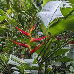 Carambola Botanical Gardens - Roatan