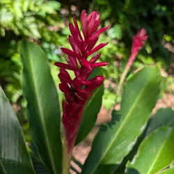 Carambola Botanical Gardens - Roatan