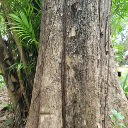 Carambola Botanical Gardens - Roatan