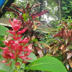 Carambola Botanical Gardens - Roatan