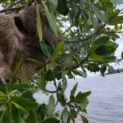 Daniel Johnson's Monkey and Sloth Hangout - Roatan