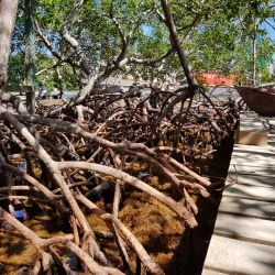 Daniel Johnson's Monkey and Sloth Hangout - Roatan