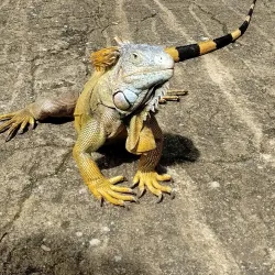 Daniel Johnson's Monkey and Sloth Hangout - Roatan