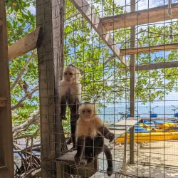 Daniel Johnson's Monkey and Sloth Hangout - Roatan