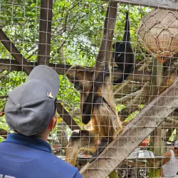 Daniel Johnson's Monkey and Sloth Hangout - Roatan