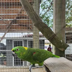 Daniel Johnson's Monkey and Sloth Hangout - Roatan