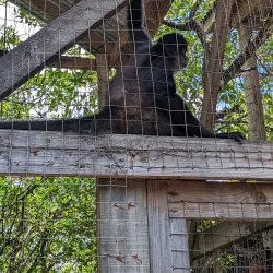 Daniel Johnson's Monkey and Sloth Hangout - Roatan