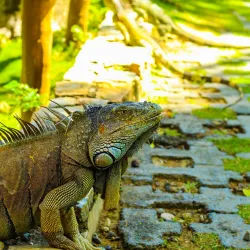 Gumbalimba Park - Roatan