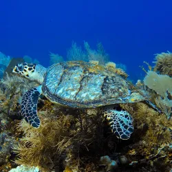 Roatan Marine Park - Roatan