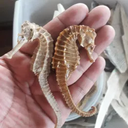 Roatan Marine Park - Roatan