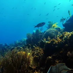 Roatan Marine Park - Roatan