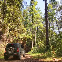 Cusuco National Park - San Pedro Sula