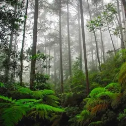 Cusuco National Park - San Pedro Sula