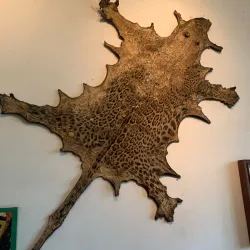 Museum of Anthropology and History - San Pedro Sula