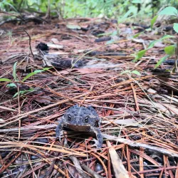 Parque Ecológico La Montañita - Talanga