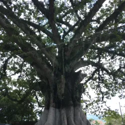 Talanga Central Park - Talanga