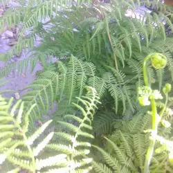 Talanga Central Park - Talanga