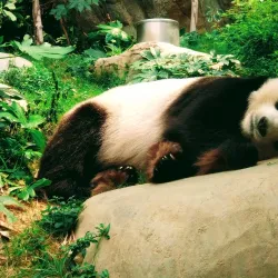 Ocean Park Hong Kong - Hong Kong