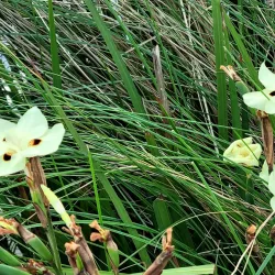 Tsim Sha Tsui Promenade and Avenue of Stars - Hong Kong
