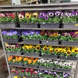 Békéscsaba Market Hall - Békéscsaba