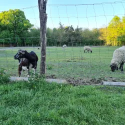 Békéscsaba Zoo - Békéscsaba