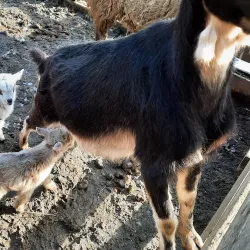 Békéscsaba Zoo - Békéscsaba