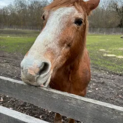 Békéscsaba Zoo - Békéscsaba