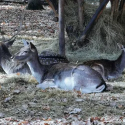 Békéscsaba Zoo - Békéscsaba